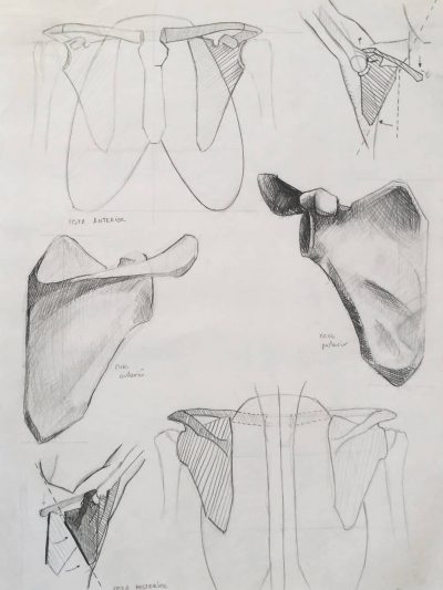 Dibujos de Anatomía -Fac. BBAA Sevilla. 2002. Alejandro Durán.
